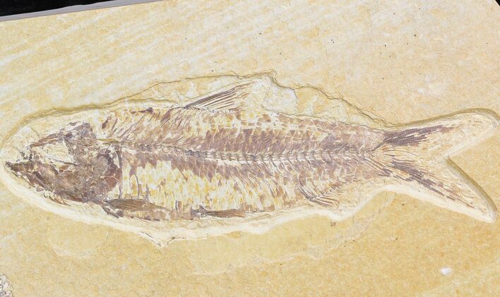 Bargain Knightia Fossil Fish - Wyoming #42342